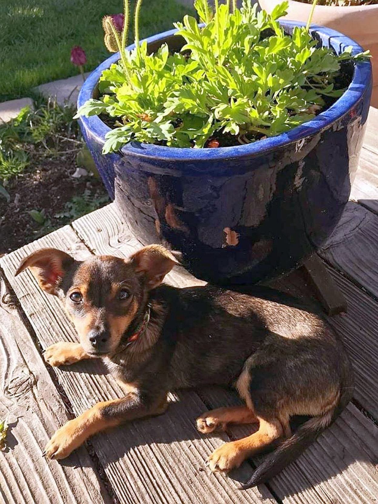 Adopt a Pet | Arlo
